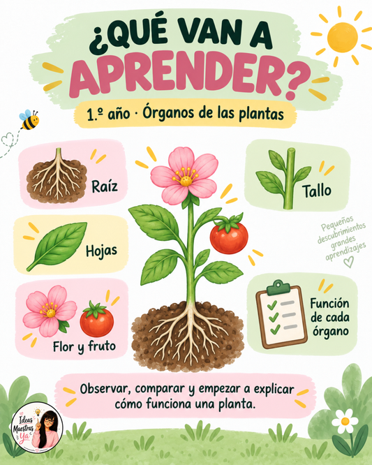 Secuencia Didáctica: Los órganos de la planta. Primer grado. (Recurso que pertenece a Caja Maestra de Setiembre 2026)
