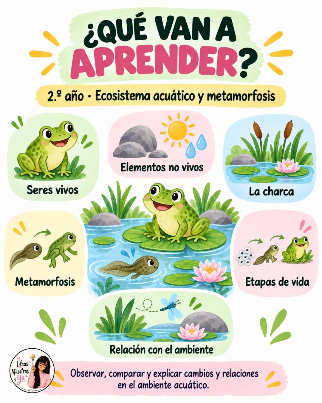Secuencia Didáctica: Ecosistema acuático y metamorfosis. Segundo grado. (Recurso que pertenece a Caja Maestra de Setiembre 2026)