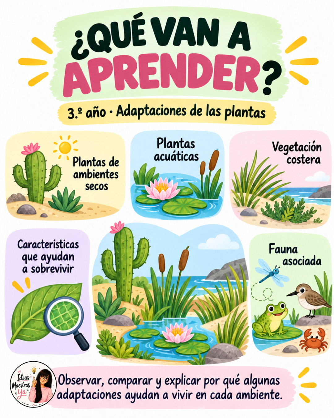Secuencia Didáctica: Las adaptaciones de la planta. Tercer grado. (Recurso que pertenece a Caja Maestra de Setiembre 2026)