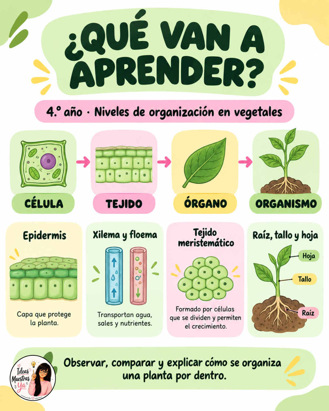 Secuencia Didáctica: Tejidos y células vegetales. Cuarto grado. (Recurso que pertenece a Caja Maestra de Setiembre 2026)