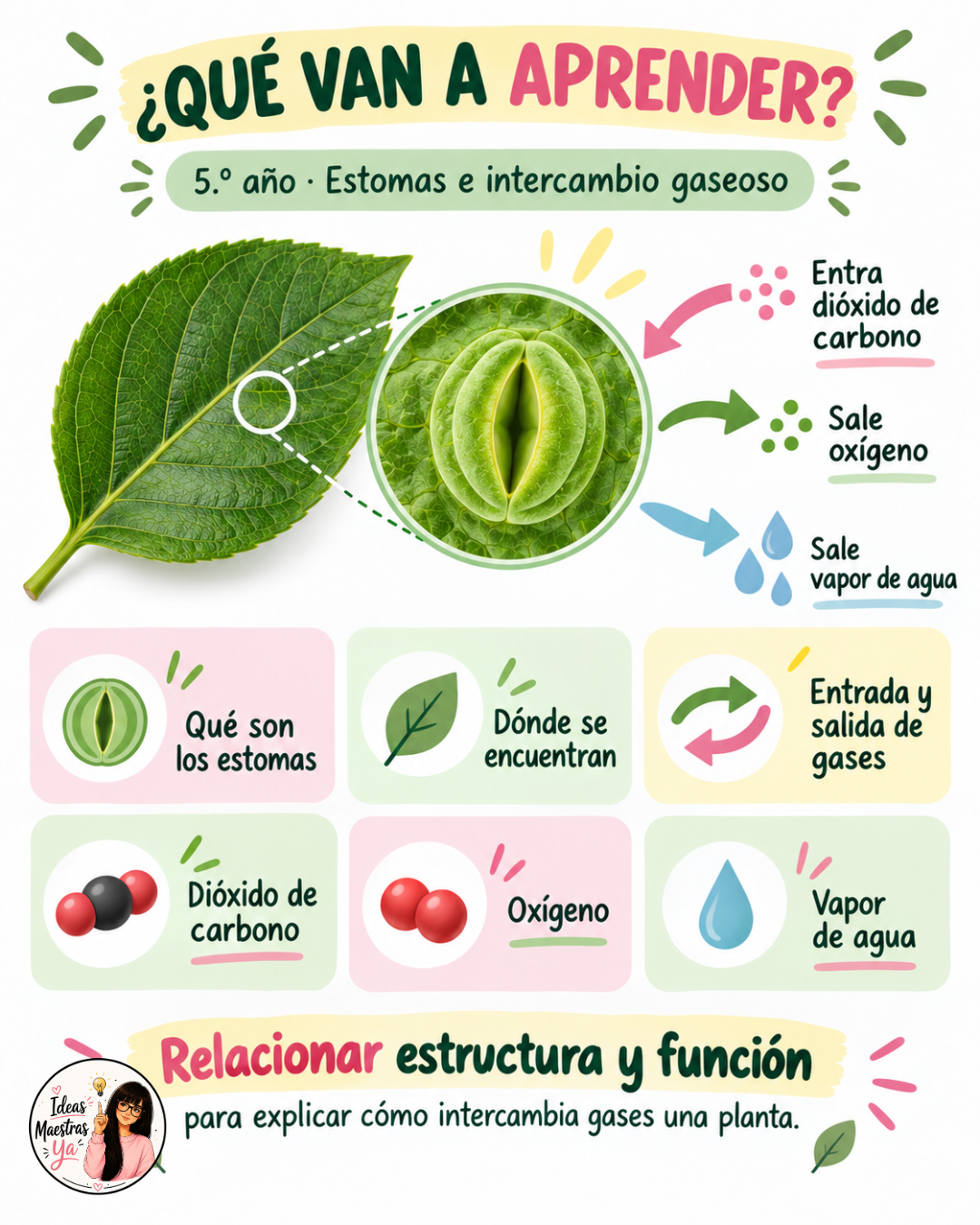 Secuencia Didáctica: La respiración en las plantas. Quinto grado. (Recurso que pertenece a Caja Maestra de Setiembre 2026)